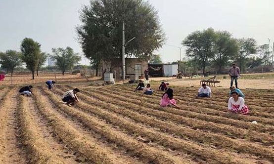 Ultimate Guide: B.SC Agriculture