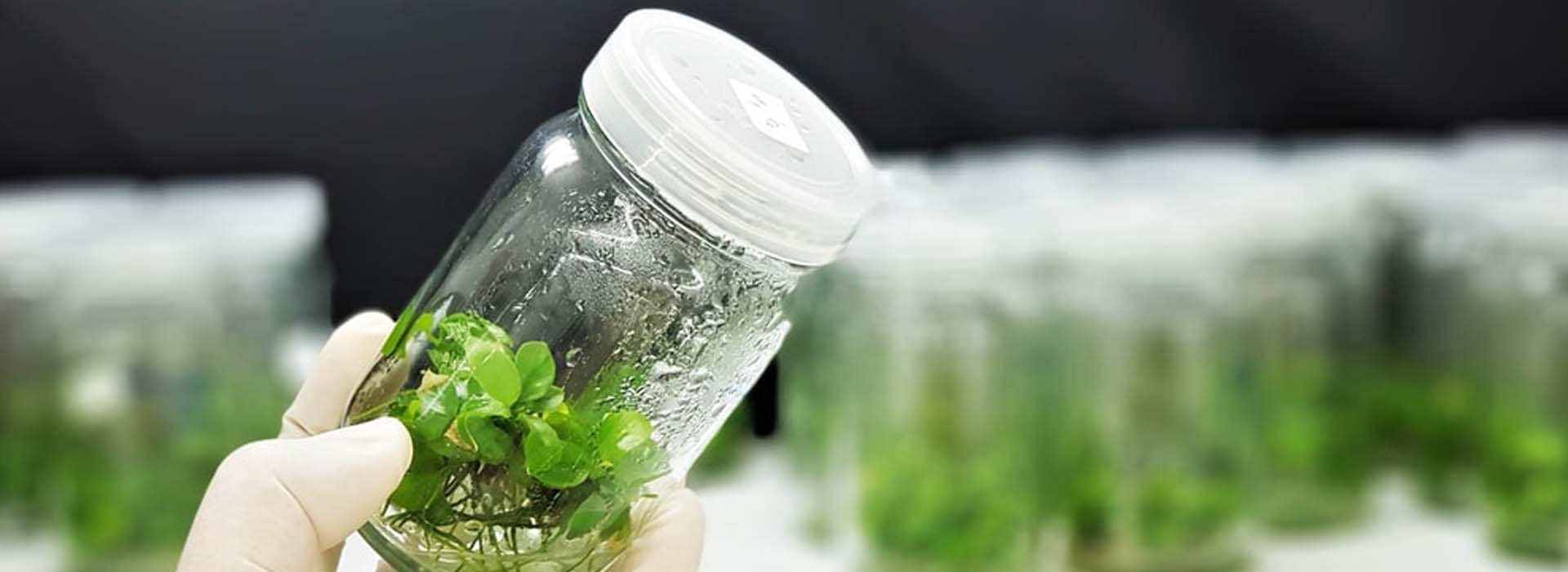 Plant Tissue Culture Facility